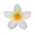 FLOWER  +