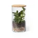 Terrarium - Anymak